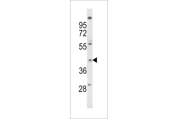 FPR3 抗体  (AA 307-333)
