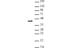 IRF-2 pAb tested by Western blot. (IRF2 抗体  (C-Term))