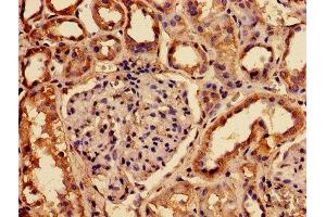 IHC image of ABIN7153823 diluted at 1:150 and staining in paraffin-embedded human kidney tissue performed on a Leica BondTM system. (RABGGTA 抗体  (AA 1-200))