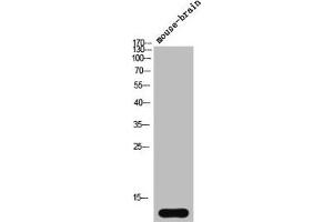Western Blot analysis of mouse-brain cells using Synuclein-α Polyclonal Antibody (SNCA 抗体  (N-Term))