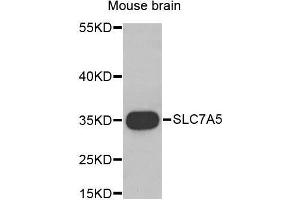 Western Blotting (WB) image for anti-Solute Carrier Family 7 (Cationic Amino Acid Transporter, Y+ System), Member 5 (SLC7A5) (AA 1-125) antibody (ABIN1682793) (SLC7A5 抗体  (AA 1-125))