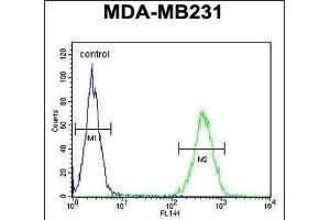 ST7 Antibody (Center) (ABIN654450 and ABIN2844184) flow cytometric analysis of MDA-M cells (right histogram) compared to a negative control (left histogram). (ST7 抗体  (AA 169-197))