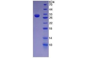 SDS-PAGE of Protein Standard from the Kit (Highly purified E. (Nestin ELISA 试剂盒)