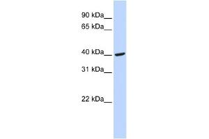 WB Suggested Anti-FGG Antibody Titration:  0. (FGG 抗体  (Middle Region))