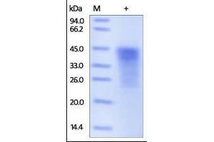 Mouse PD-1, His Tag on SDS-PAGE under reducing (R) condition. (PD-1 Protein (AA 25-167) (His tag))
