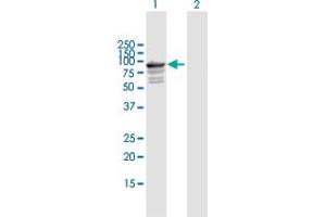Western Blot analysis of TNXB expression in transfected 293T cell line by TNXB MaxPab polyclonal antibody. (TNXB 抗体  (AA 1-673))