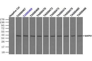 Image no. 6 for anti-Mitogen-Activated Protein Kinase 1 (MAPK1) antibody (ABIN1499287)