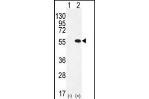 Western blot analysis of PRMT2 (arrow) using rabbit polyclonal PRMT2 Antibody  (ABIN387837 and ABIN2843934). (PRMT2 抗体  (C-Term))