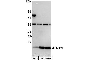 Western Blotting (WB) image for anti-ATP Synthase, H+ Transporting, Mitochondrial Fo Complex, Subunit G (ATP5L) (AA 53-103) antibody (ABIN7453043)