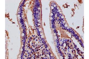 Immunohistochemistry of paraffin-embedded human small intestine tissue using ABIN7150690 at dilution of 1:100 (DUOX2 抗体  (AA 1-100))
