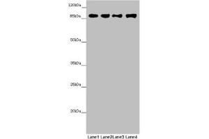 Western blot All lanes: COG4 antibody at 4. (COG4 抗体  (AA 506-785))