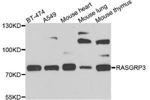 Western blot analysis of extracts of various cell lines, using RASGRP3 antibody. (RASGRP3 抗体  (AA 540-689))