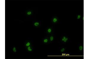 Immunofluorescence of monoclonal antibody to GATA2 on HeLa cell. (GATA2 抗体  (AA 1-102))