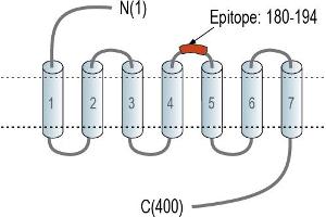Representative domain view of the target of ABIN7581929.