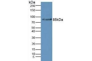 Western blot analysis of Mouse Liver Tissue. (Complement Factor B 抗体  (AA 32-157))