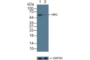 Knockout Varification: Lane 1: Wild-type K562 cell lysate, Lane 2: HRG knockout K562 cell lysate, Predicted MW: 59kd Observed MW: 55kd Primary Ab: 1 μg/mL Rabbit Anti-Human HRG Antibody Second Ab: 0. (HRG 抗体  (AA 18-254))