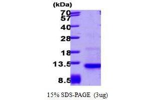 Chemokine (C-C Motif) Ligand 26 (CCL26) (AA 24-94) peptide