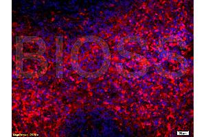 Formalin-fixed and paraffin embedded rat spleen tissue labeled with Anti-SCF Polyclonal Antibody (ABIN669936) , Unconjugated at 1:200, followed by conjugation to the secondary antibody Goat Anti-Rabbit IgG, PE conjugated used at 1:200 dilution for 40 minutes at 37 °C. (KIT Ligand 抗体  (AA 151-250))