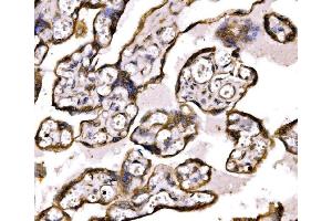 IHC analysis of BRSK1 using anti-BRSK1 antibody (ABIN7600990). (BRSK1 抗体  (AA 269-321))