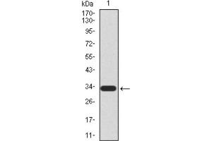 Western blot analysis using UTF1 antibody against HEK293 (1) and UTF1 (AA: 148-214) -hIgGFc transfected HEK293 (2) cell lysate. (UTF1 抗体  (AA 148-214))