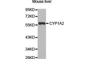 Western Blotting (WB) image for anti-Cytochrome P450, Family 1, Subfamily A, Polypeptide 2 (CYP1A2) antibody (ABIN1872162) (CYP1A2 抗体)