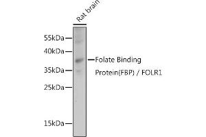 Western blot analysis of extracts of Rat brain, using Folate Binding Protein(FBP) / FOLR1 antibody (ABIN7267224) at 1:1000 dilution. (FOLR1 抗体  (AA 25-93))