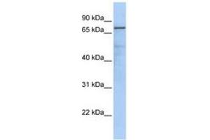 Image no. 1 for anti-Guanine Monophosphate Synthetase (GMPS) (AA 251-300) antibody (ABIN6741034) (GMP Synthase 抗体  (AA 251-300))