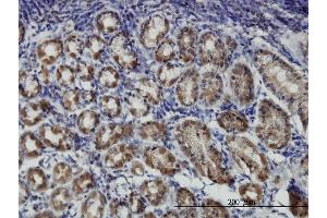Immunoperoxidase of monoclonal antibody to PRKAR1B on formalin-fixed paraffin-embedded human stomach. (PRKAR1B 抗体  (AA 1-90))
