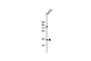 Anti-AKR7L Antibody (N-Term)at 1:2000 dilution + HepG2 whole cell lysates Lysates/proteins at 20 μg per lane. (AKR7L 抗体  (AA 32-64))