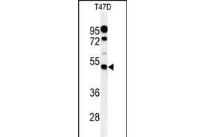 Western blot analysis of PIGM Antibody (C-term) (ABIN650949 and ABIN2840006) in T47D cell line lysates (35 μg/lane). (PIGM 抗体  (C-Term))