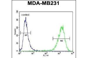 C Antibody (Center) (ABIN654467 and ABIN2844201) flow cytometric analysis of MDA-M cells (right histogram) compared to a negative control cell (left histogram). (CF150 (AA 266-295) 抗体)