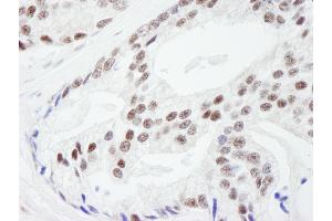 Immunohistochemistry (IHC) image for anti-RAN Binding Protein 3 (RANBP3) (AA 150-200) antibody (ABIN7449009) (RanBP3 抗体  (AA 150-200))