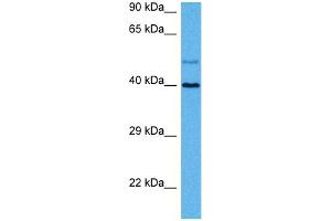 Host:  Rat  Target Name:  GJA8  Sample Tissue:  Rat Skeletal Muscle  Antibody Dilution:  1ug/ml (GJA8 抗体  (N-Term))
