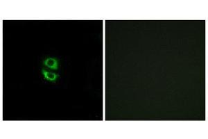 Immunofluorescence (IF) image for anti-Ribosomal Protein L39 (RPL39) (N-Term) antibody (ABIN1850638) (RPL39 抗体  (N-Term))