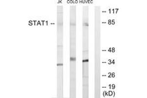 Western blot analysis of extracts from Jurkat cells/COLO205 cells/HuvEc cells, using STAT1 Antibody. (STAT1 抗体  (AA 141-190))