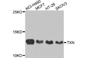 Western blot analysis of extracts of various cell lines, using TXN antibody. (TXN 抗体)