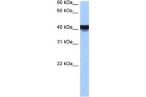 Western Blotting (WB) image for anti-Engrailed Homeobox 2 (EN2) antibody (ABIN2460205) (EN2 抗体)