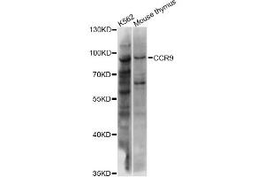 Western blot analysis of extracts of various cell lines, using CCR9 antibody (ABIN6291838) at 1:1000 dilution. (CCR9 抗体)