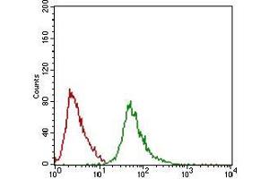 Flow cytometric analysis of Hela cells using Ring1 mouse mAb (green) and negative control (red). (RING1 抗体  (AA 79-263))