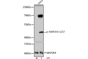 Western blot analysis of extracts of HeLa cells, using Phospho-MK4-S257 pAb  at 1:1000 dilution or MK4 antibody (ABIN7268641). (MAP2K4 抗体  (pSer257))