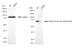 anti-Coiled-Coil Domain Containing 93 (CCDC93) antibody