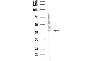 Western blot analysis of lysates from Mouse brain, using GNAI3 Antibody at 1/1000 dilution.