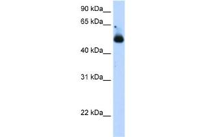 WB Suggested Anti-TRIM21 Antibody Titration:  1. (TRIM21 抗体  (C-Term))