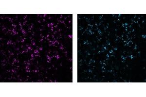 Immunofluorescence analysis of human tonsil frozen section using CD8 (C8/144B, 5 μg/mL) Mouse mAb, labelled with Alexa Fluor® 568 (left, control) and CD8 (3ALB177, 10 μg/mL) monoclonal LIMAAbody®, labelled with Alexa Fluor® 647, on Zeiss Observer 7. (Recombinant CD8 抗体  (Extracellular Domain))