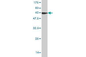 Western Blotting (WB) image for anti-Decorin (DCN) (AA 1-359) antibody (ABIN560574)