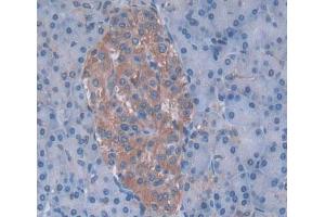 Used in DAB staining on fromalin fixed paraffin- embedded pancreas tissue (NT5C 抗体  (AA 55-198))