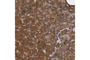 Immunohistochemical staining (Formalin-fixed paraffin-embedded sections) of human pancreas with NDUFS3 polyclonal antibody  shows strong cytoplasmic positivity in exocrine glandular cells. (NDUFS3 抗体)