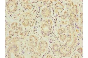 Immunohistochemistry (IHC) image for anti-Solute Carrier Family 5 (Sodium/glucose Cotransporter), Member 1 (SLC5A1) (AA 239-288) antibody (ABIN7170019)