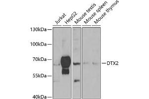 Western blot analysis of extracts of various cell lines, using DTX2 antibody (ABIN6127799, ABIN6139853, ABIN6139854 and ABIN6223266) at 1:1000 dilution. (DTX2 抗体  (AA 1-280))
