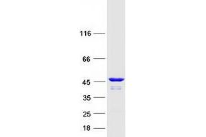 Western Blotting (WB) image for Cytohesin 1 (CYTH1) (Transcript Variant 1) protein (Myc-DYKDDDDK Tag) (ABIN2712815)